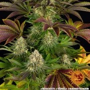 Biscotti Strain – product view 4