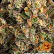 Biscotti Strain – product view 5