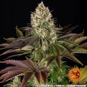 Biscotti Strain – product view 6