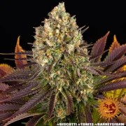 Biscotti Strain – product view 7