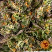 Biscotti Strain – product view 8