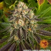 Biscotti Strain – product view 9