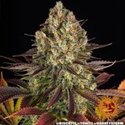 Biscotti Strain – product view 10