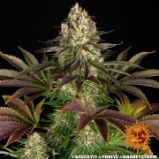 Biscotti Strain – product view 11