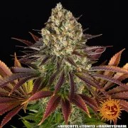 Biscotti Strain – product view 12