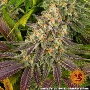 Biscotti Strain – product view 13