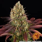 Biscotti Strain – product view 14