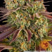 Biscotti Strain – product view 15