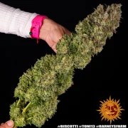 Biscotti Strain – product view 16