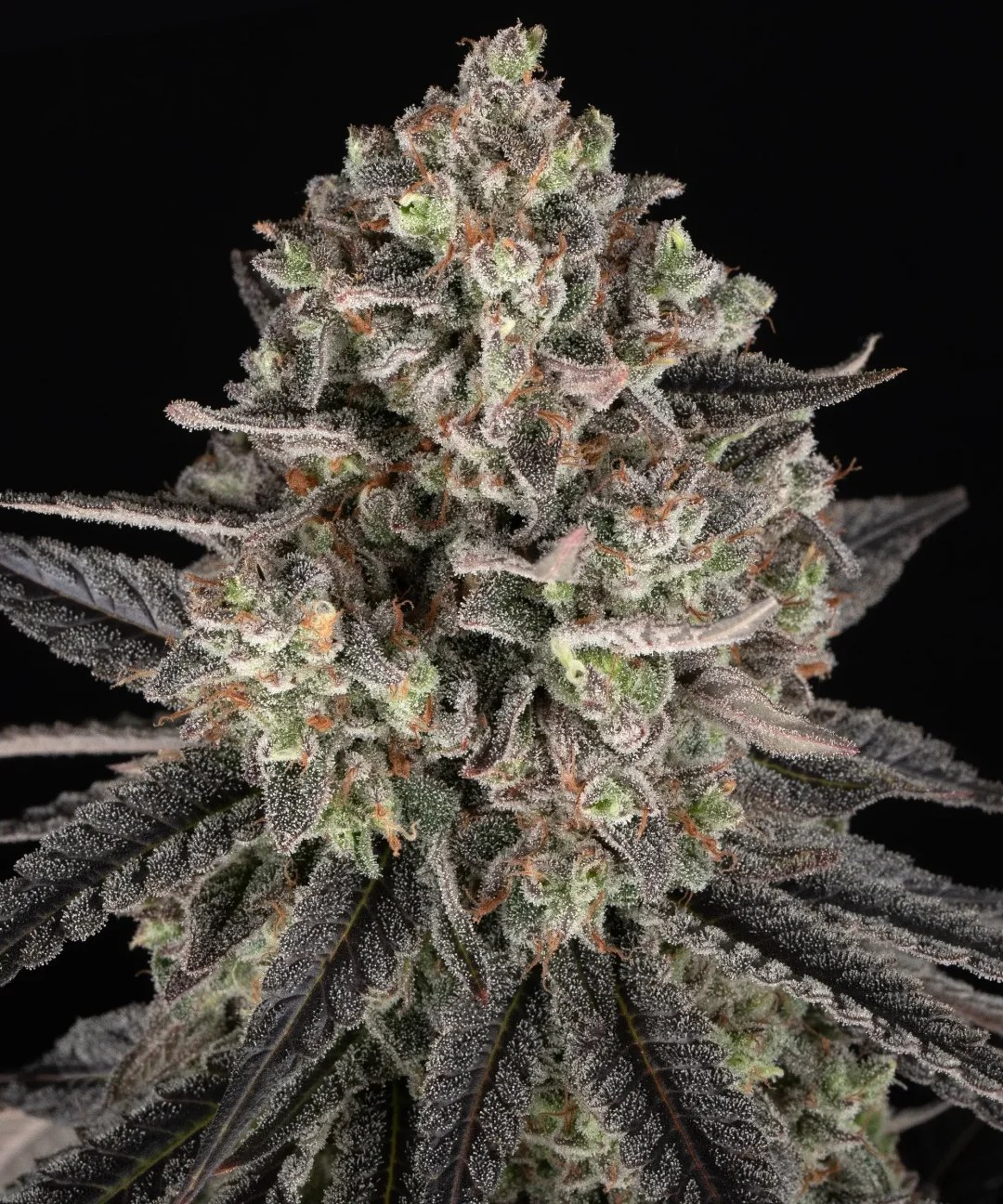 Blue Dream Strain – product view 1