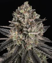 Blue Dream Strain – product view 1