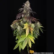 Blue Dream Strain – product view 2
