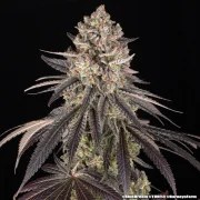 Blue Dream Strain – product view 3