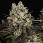 Blue Dream Strain – product view 4
