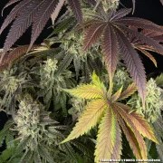 Blue Dream Strain – product view 5