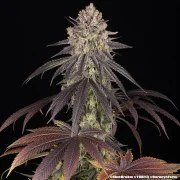 Blue Dream Strain – product view 6