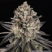 Blue Dream Strain – product view 7