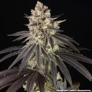 Blue Dream Strain – product view 8