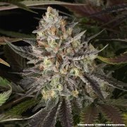 Blue Dream Strain – product view 9