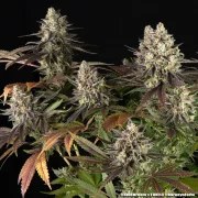 Blue Dream Strain – product view 10
