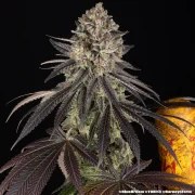Blue Dream Strain – product view 11