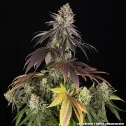 Blue Dream Strain – product view 12