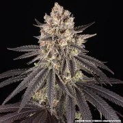 Blue Dream Strain – product view 13