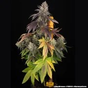 Blue Dream Strain – product view 14