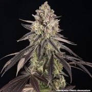 Blue Dream Strain – product view 15