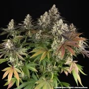 Blue Dream Strain – product view 16
