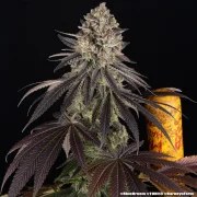 Blue Dream Strain – product view 17