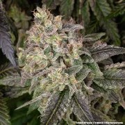 Blue Dream Strain – product view 18