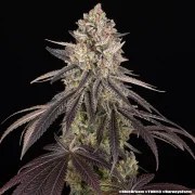 Blue Dream Strain – product view 19