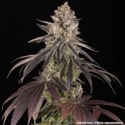 Blue Dream Strain – product view 20