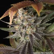 Blue Dream Strain – product view 21