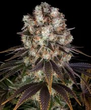 Bruce Banner Strain – product view 1