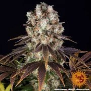 Bruce Banner Strain – product view 2