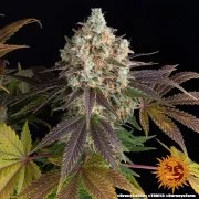 Bruce Banner Strain – product view 3
