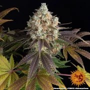Bruce Banner Strain – product view 4