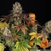 Bruce Banner Strain – product view 5