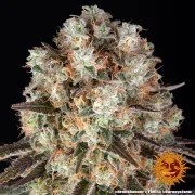 Bruce Banner Strain – product view 6