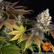 Bruce Banner Strain – product view 7