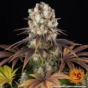 Bruce Banner Strain – product view 8