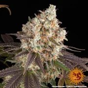 Bruce Banner Strain – product view 9