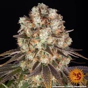 Bruce Banner Strain – product view 10