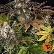 Bruce Banner Strain – product view 11