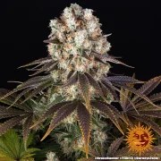Bruce Banner Strain – product view 12