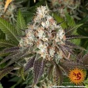 Bruce Banner Strain – product view 13
