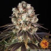 Bruce Banner Strain – product view 14