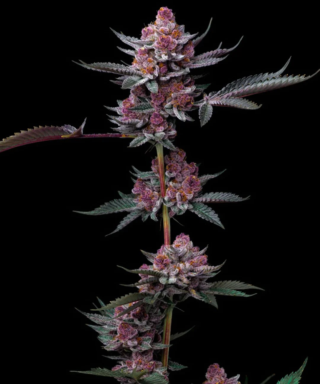 Cherry Poppers Strain – product view 1
